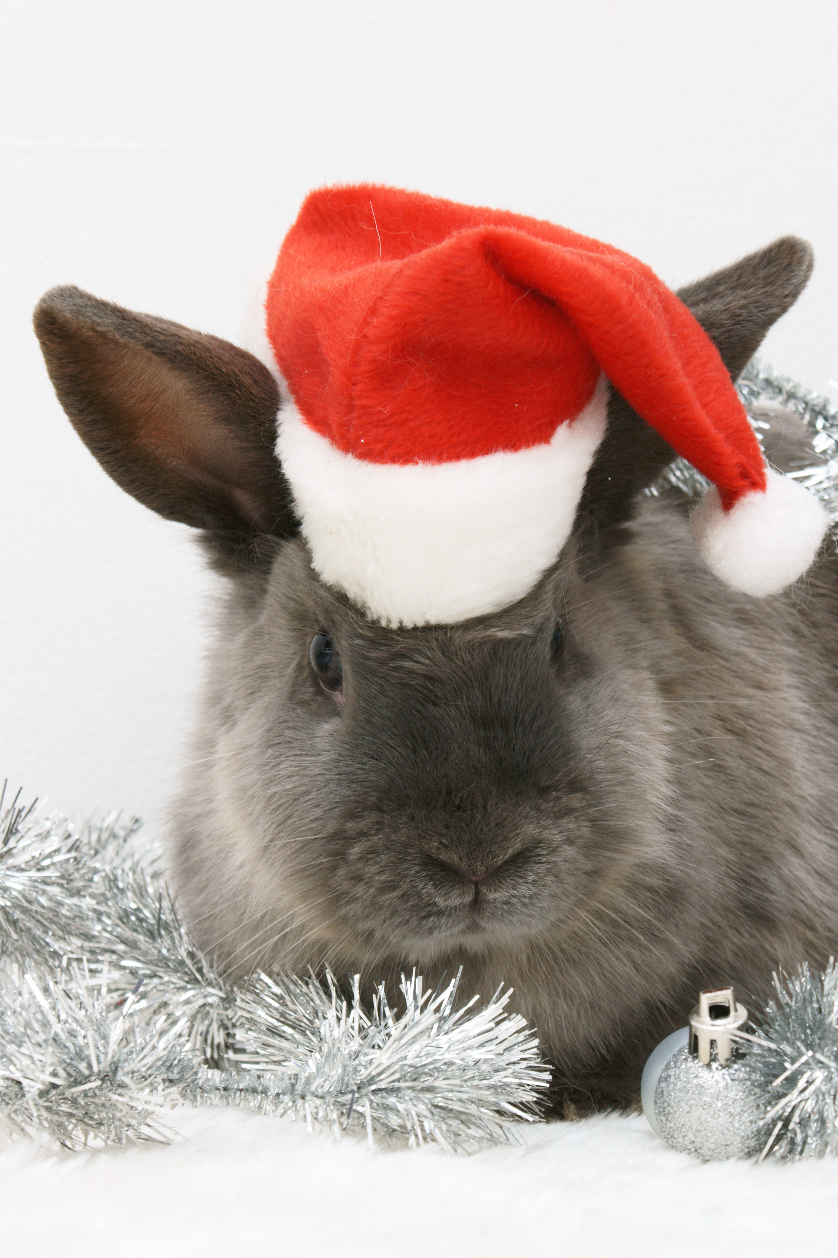 rabbit in santa hat