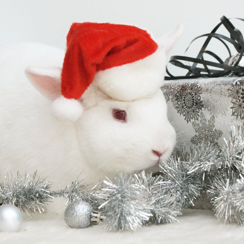 rabbit in santa hat