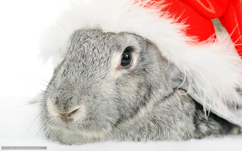 rabbit in santa hat