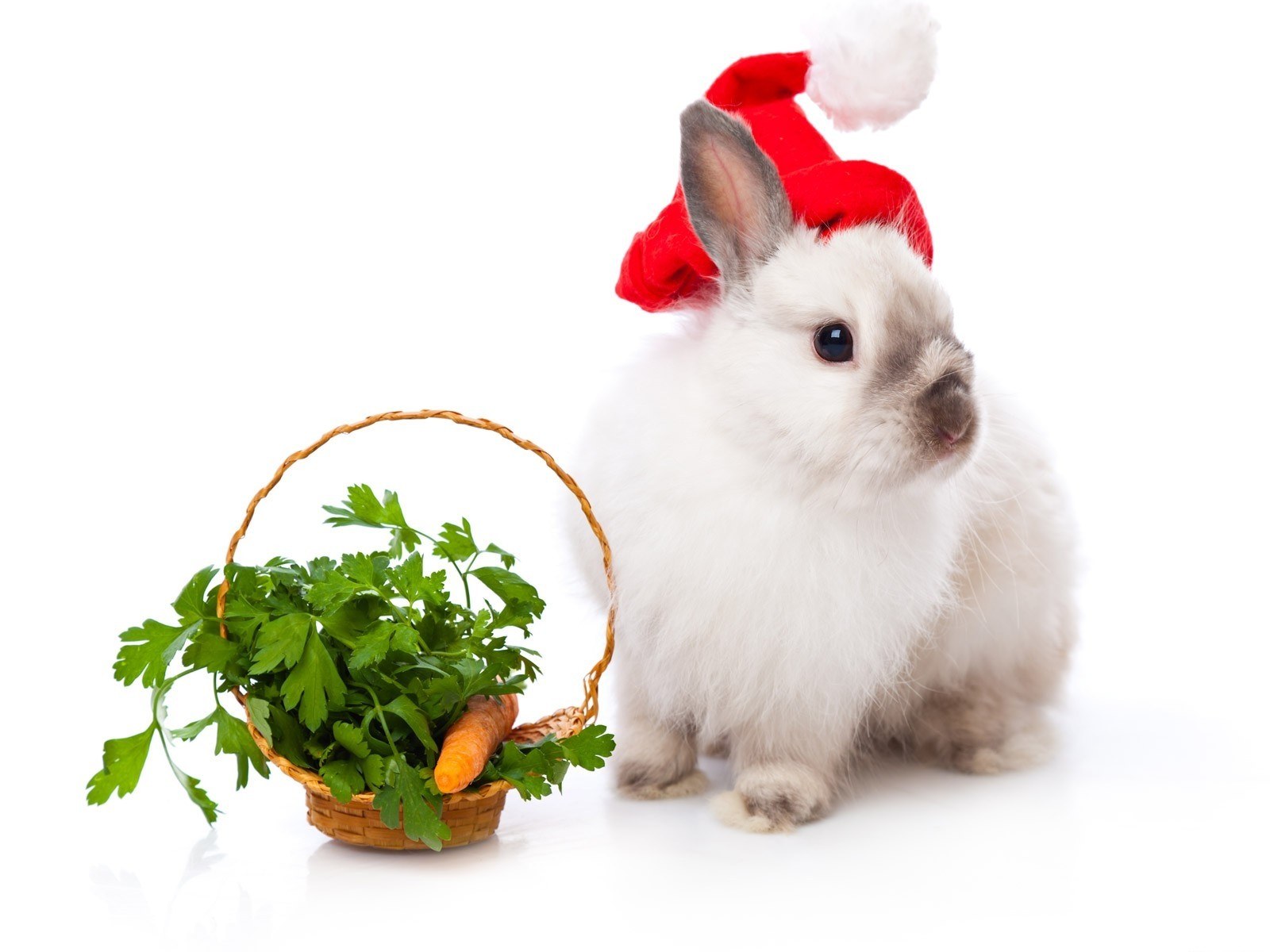 rabbit in santa hat with basket