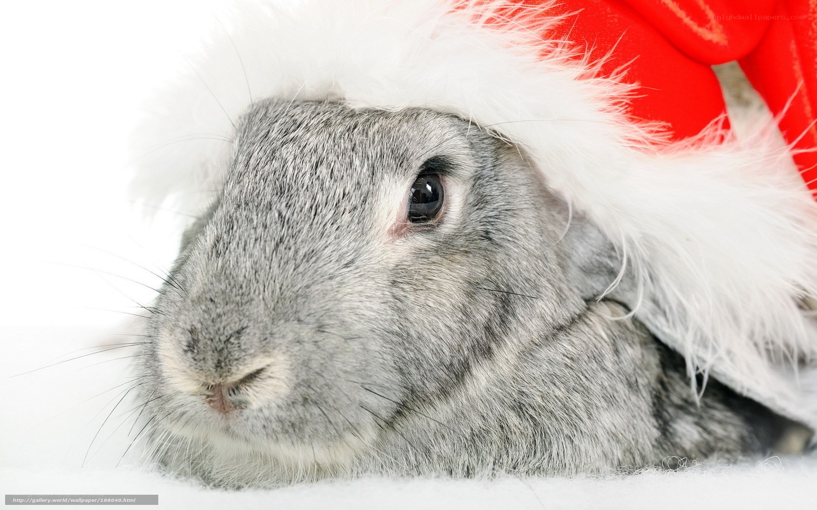 rabbit in santa hat