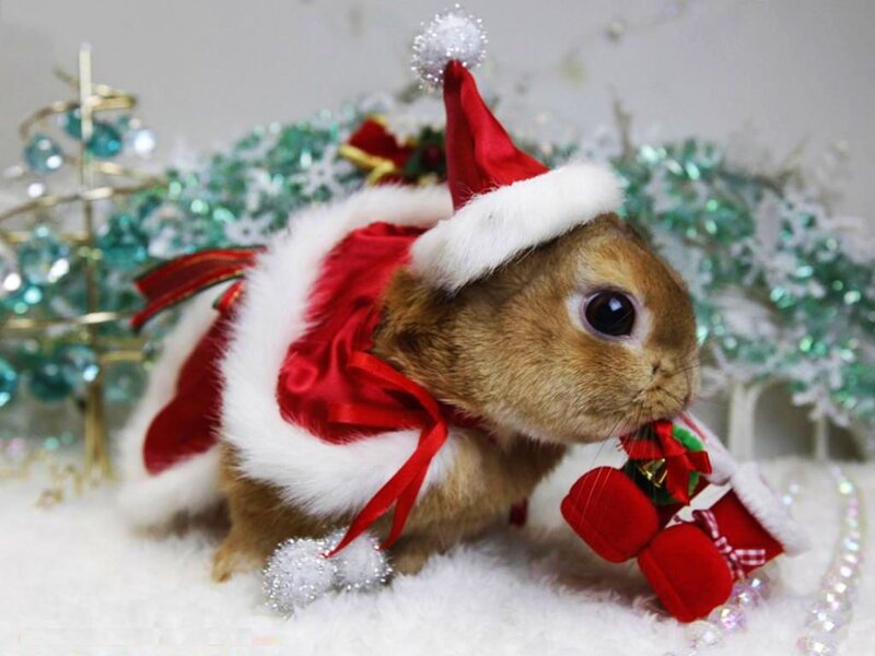 Rabbit in Santa Outfit — Red