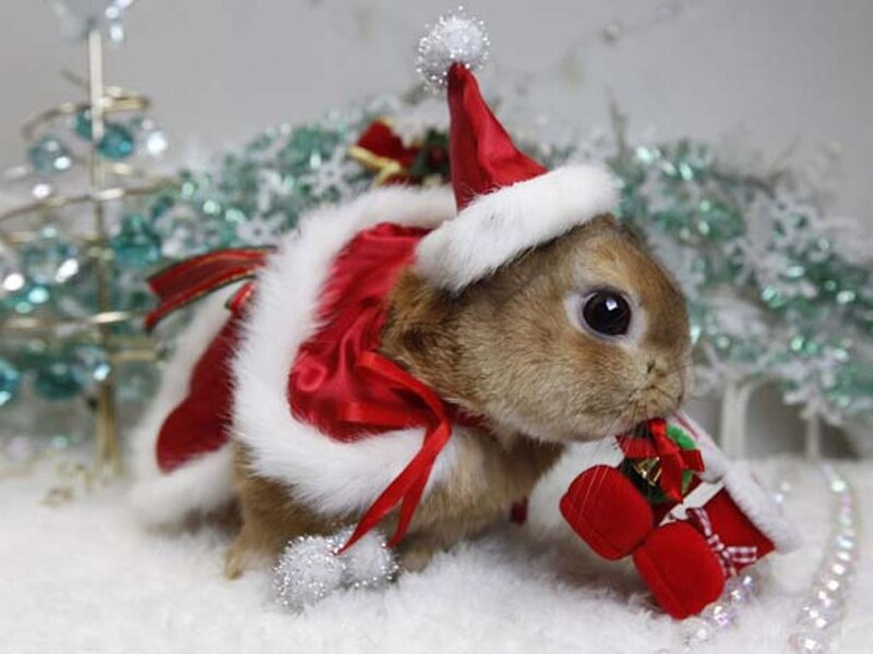 Rabbit in Santa Outfit