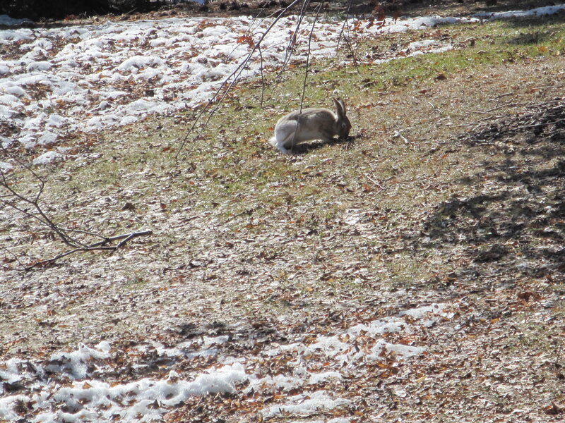 Rabbit in Snow and Leaves