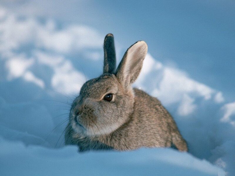 Rabbit in Snow