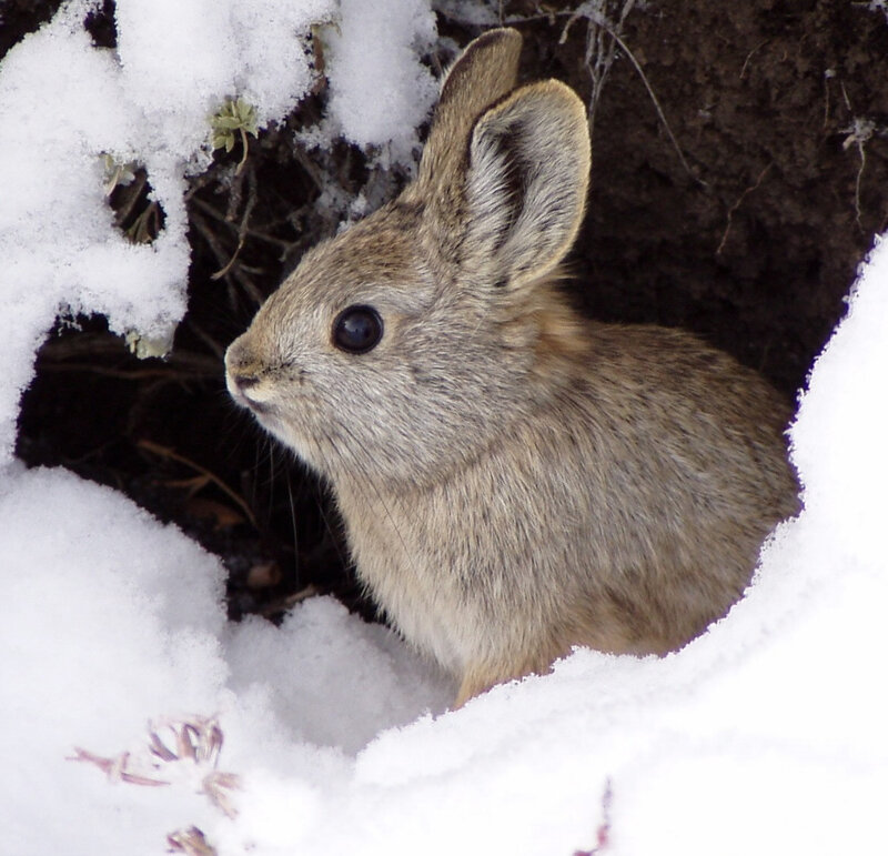 Rabbit in Snow — White, Calm