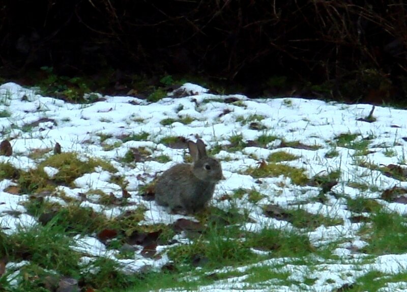 Rabbit in snowy field