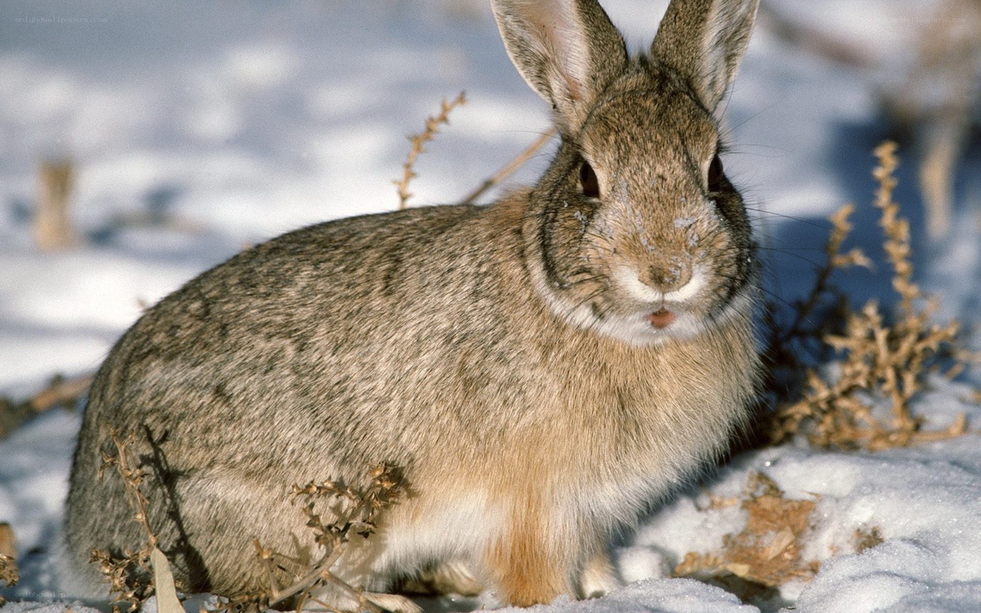rabbit in snowy field