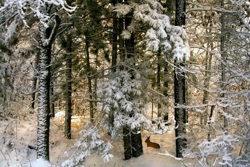 Rabbit in Snowy Forest