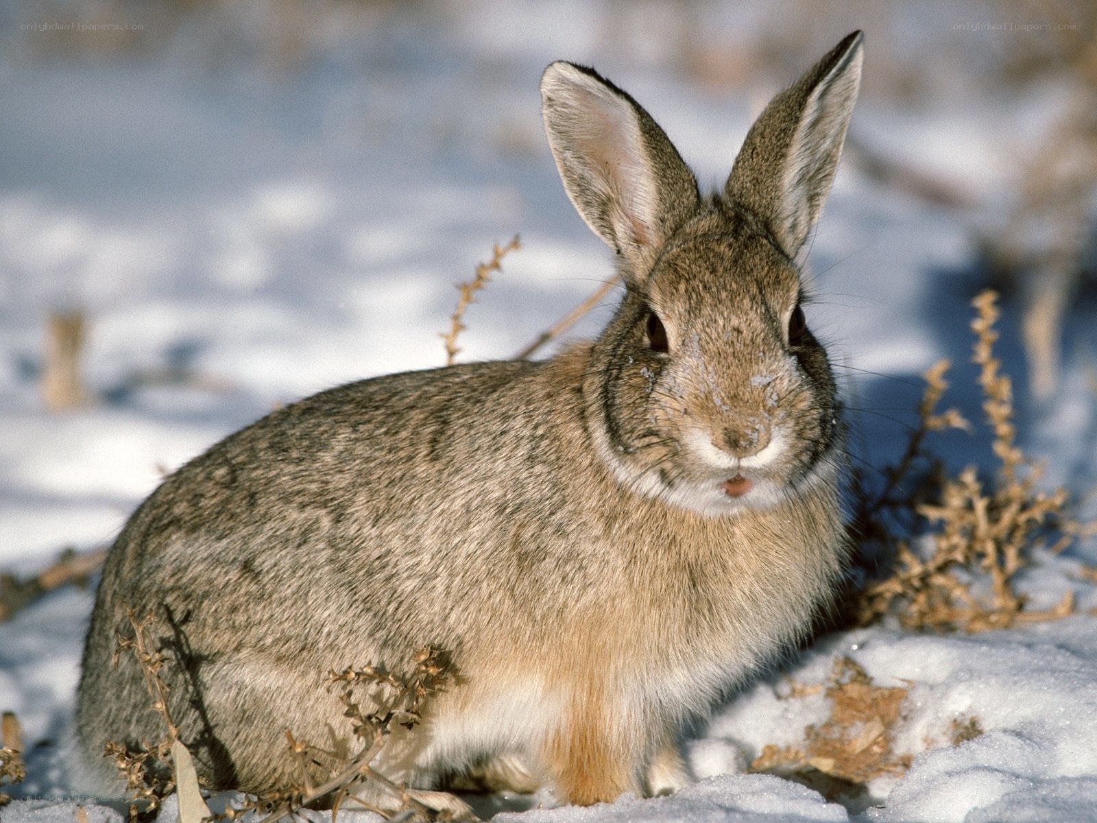 rabbit in snowy landscape