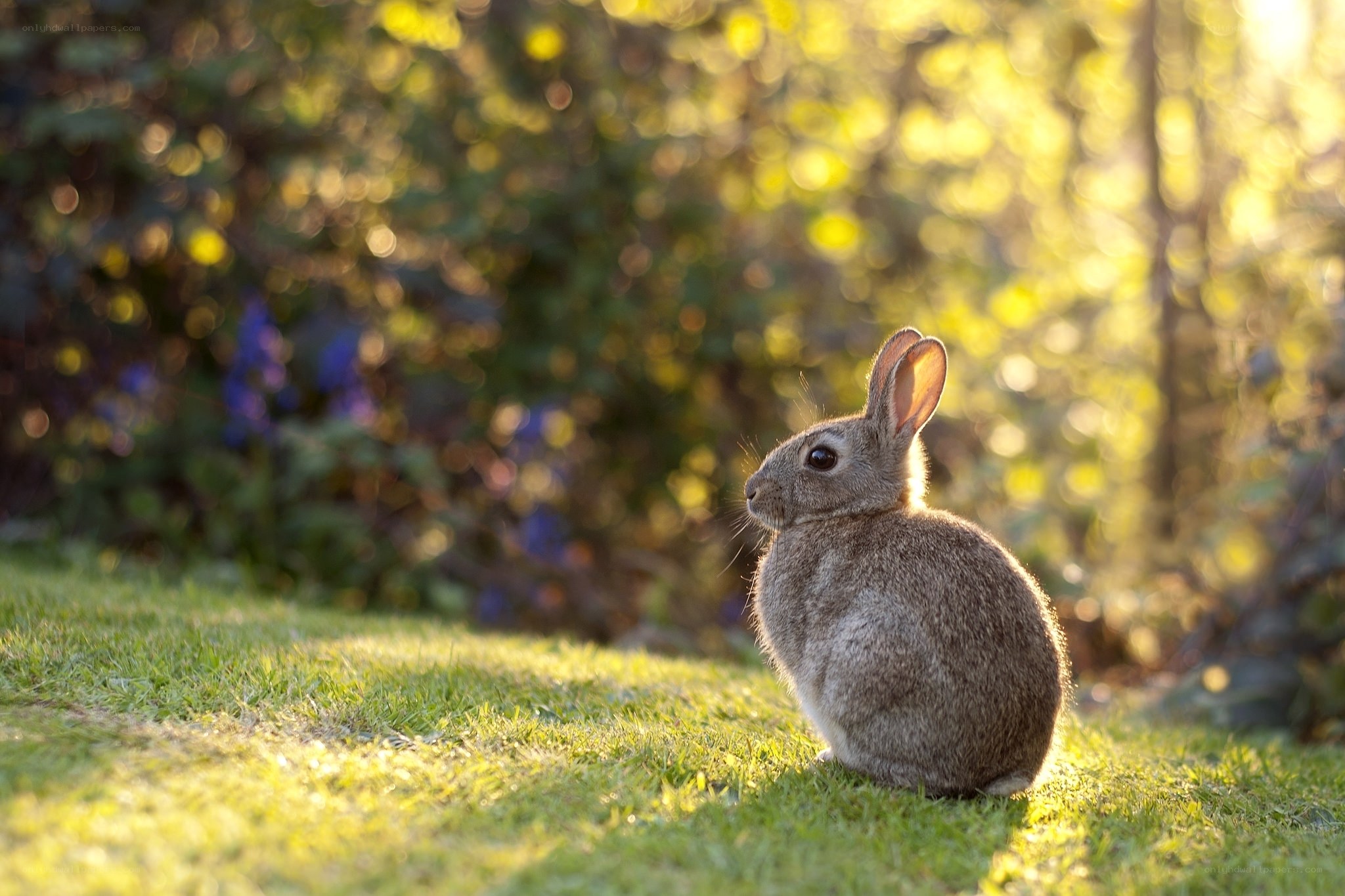 rabbit in sunlit garden