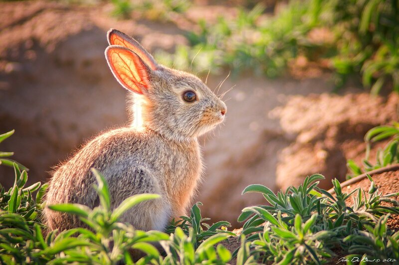 rabbit in sunlit grass