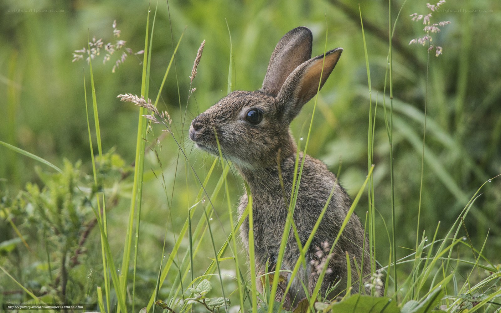 rabbit in tall grass