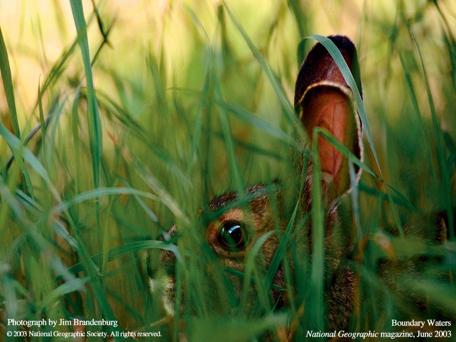 rabbit in tall grass