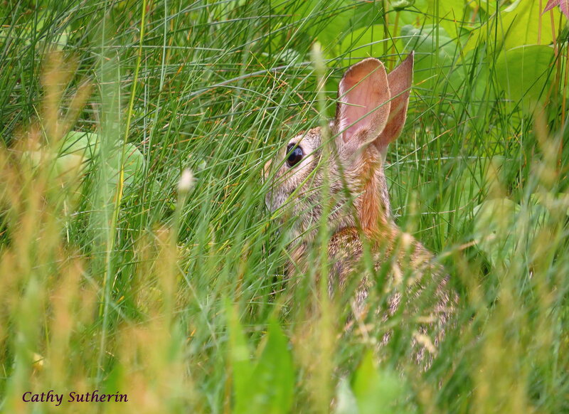 Rabbit in Tall Grass — Green