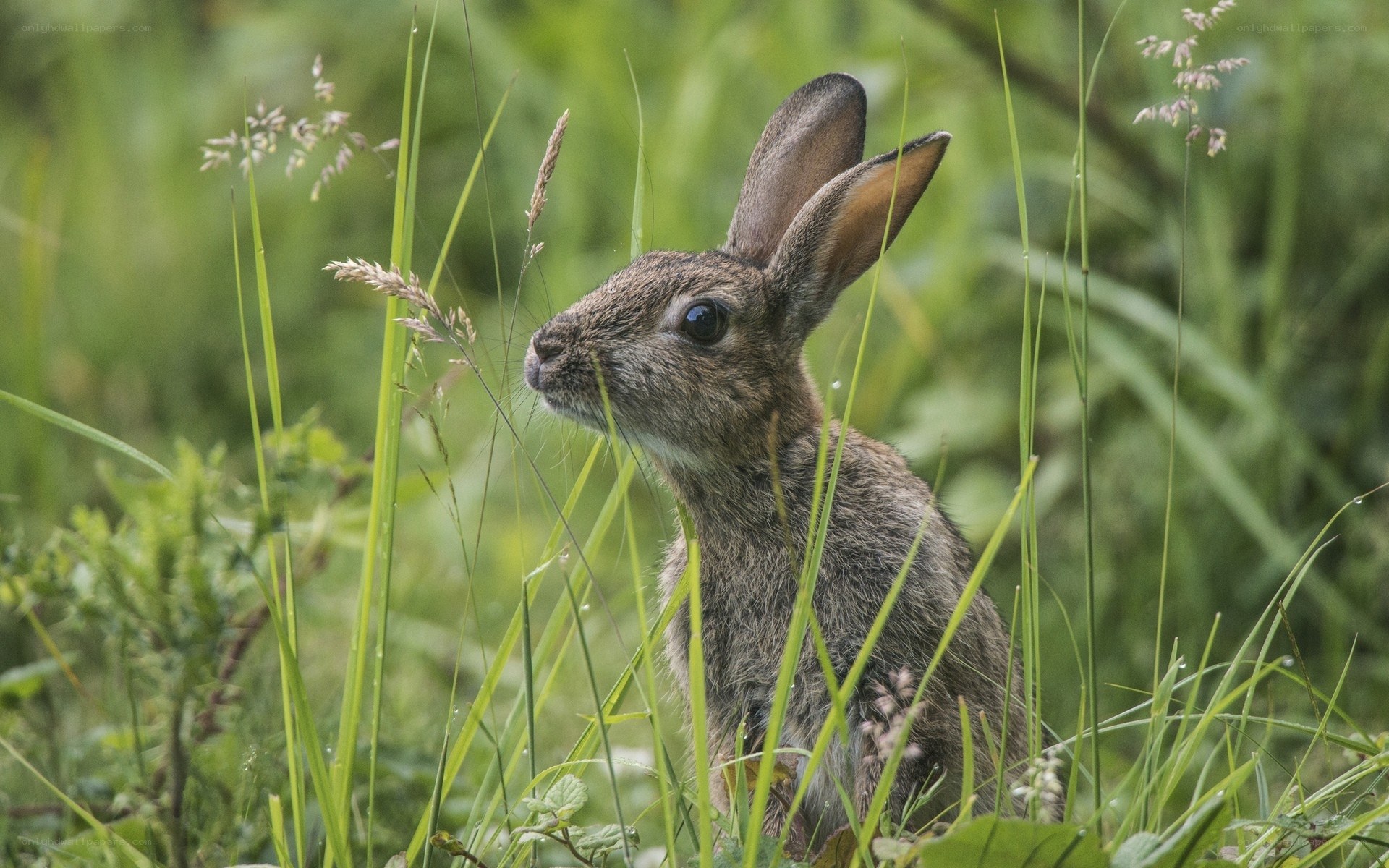 rabbit in tall grass