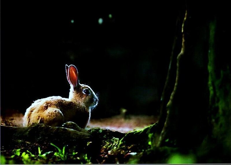 rabbit in the forest