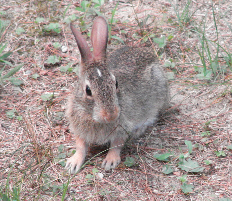 rabbit in the forest