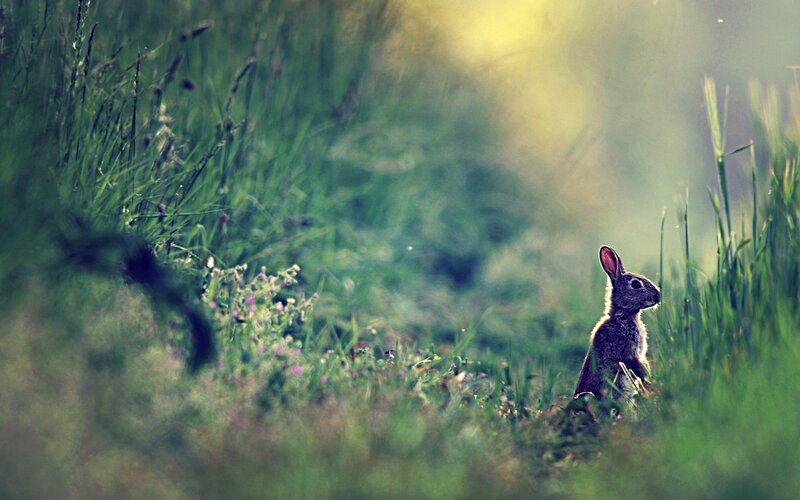 rabbit in the grass