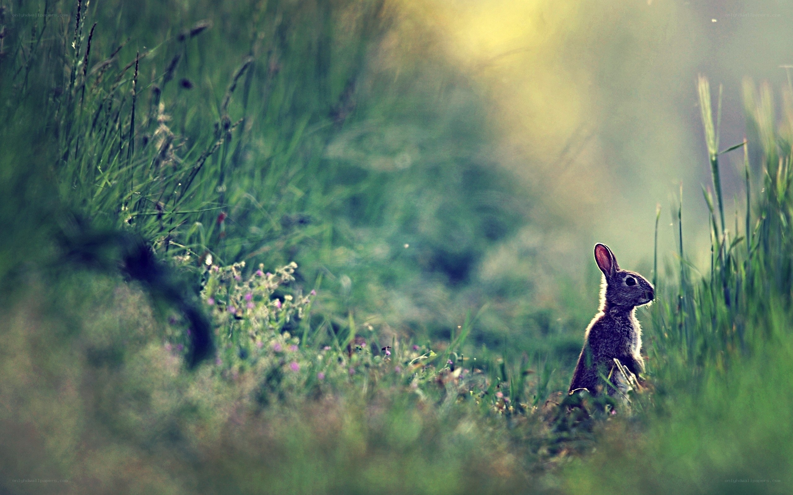 rabbit in the grass