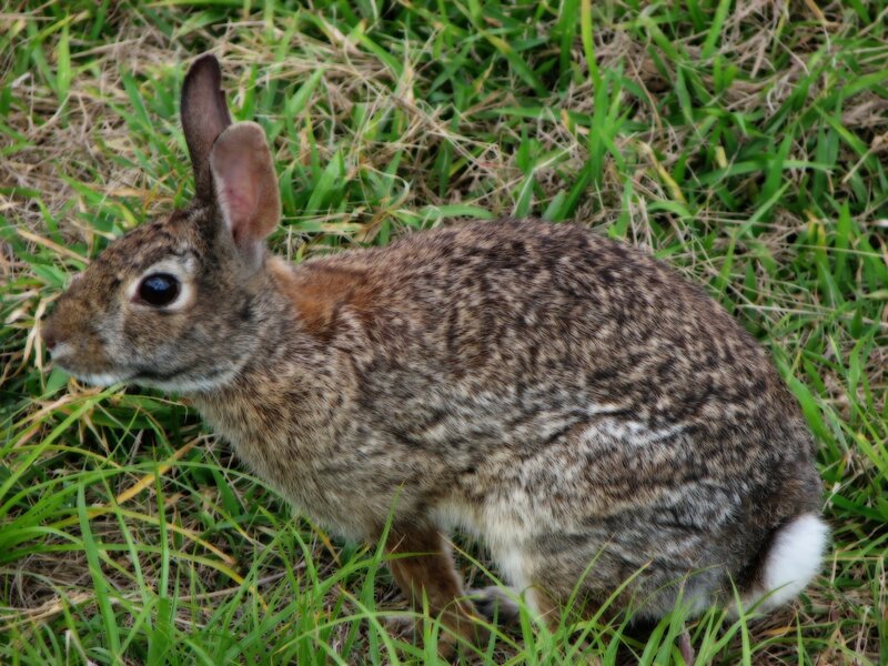 rabbit in the grass