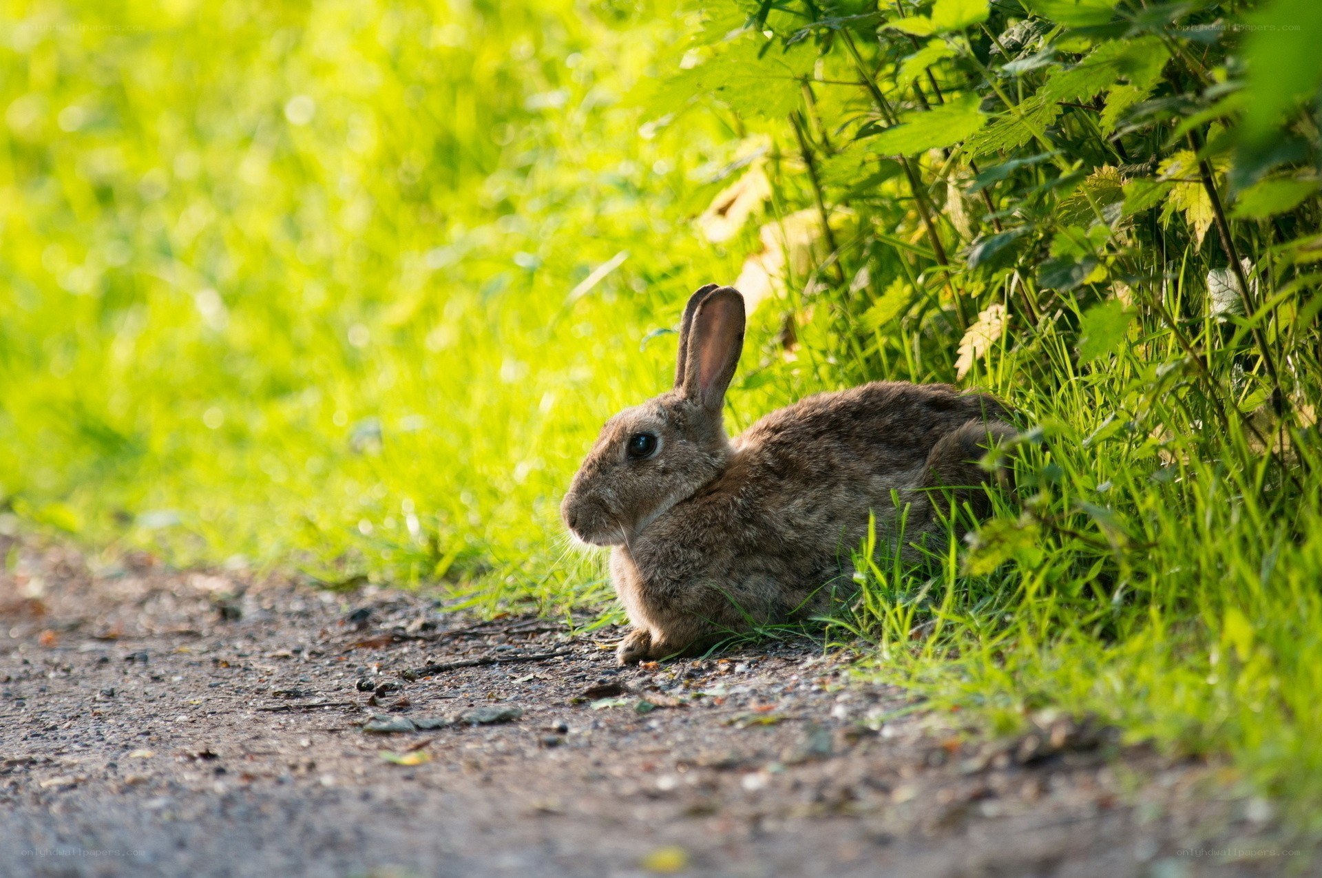 Rabbit in the grass