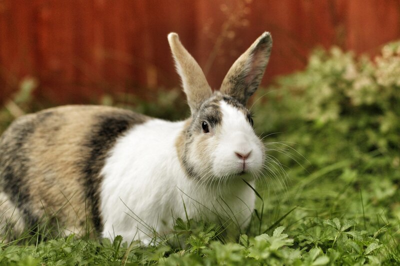 rabbit in the grass