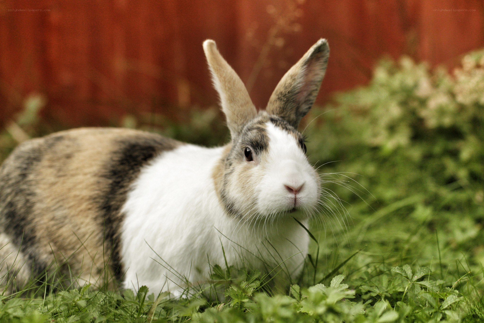 rabbit in the grass