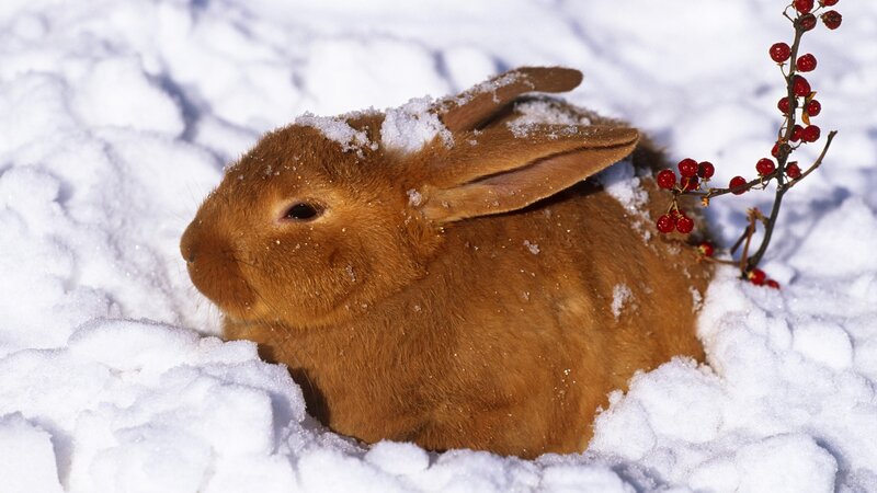 Rabbit in the snow