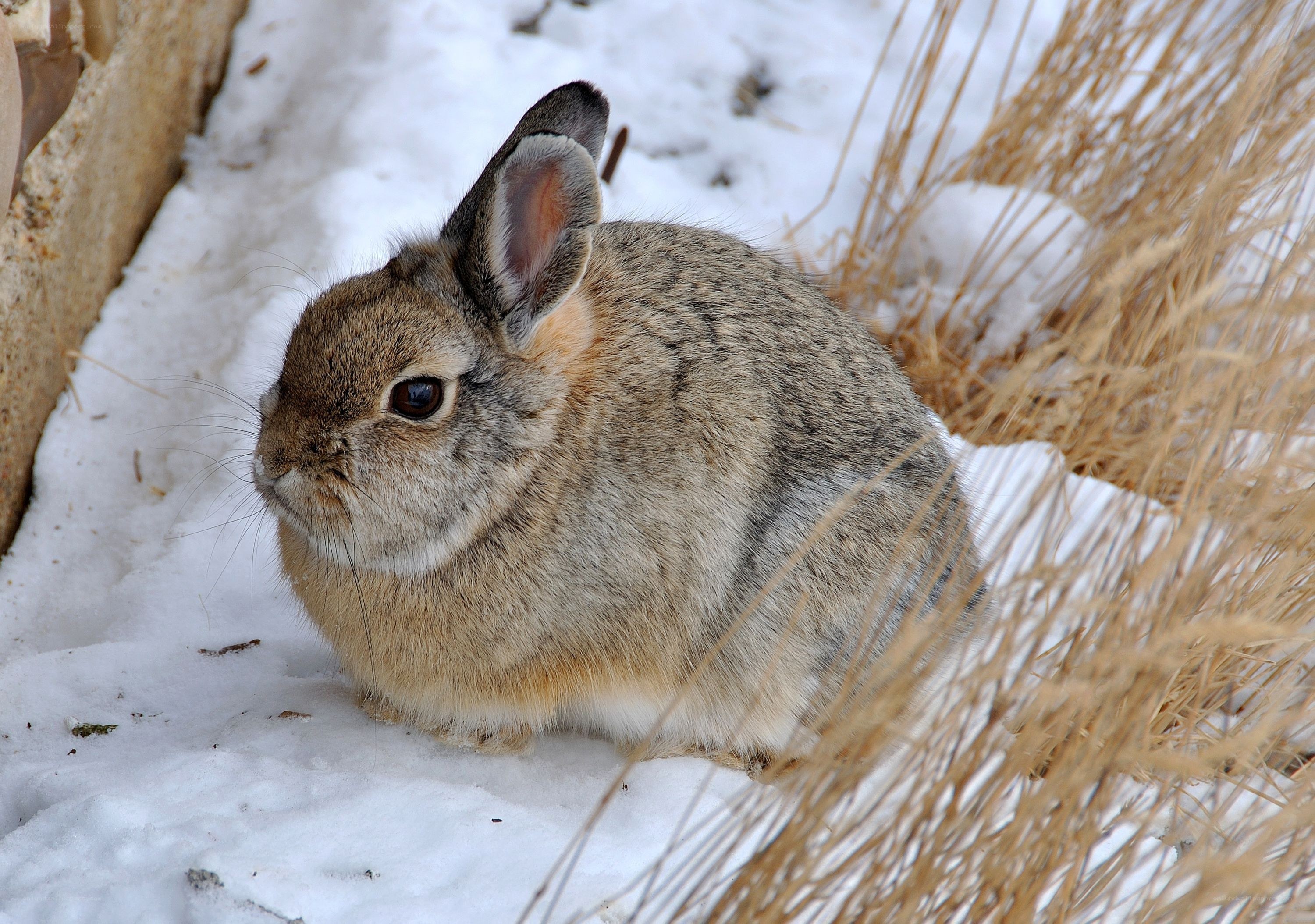 rabbit in the snow