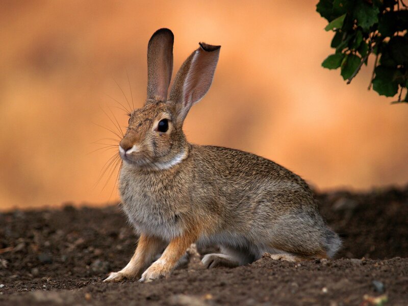 rabbit in the wild