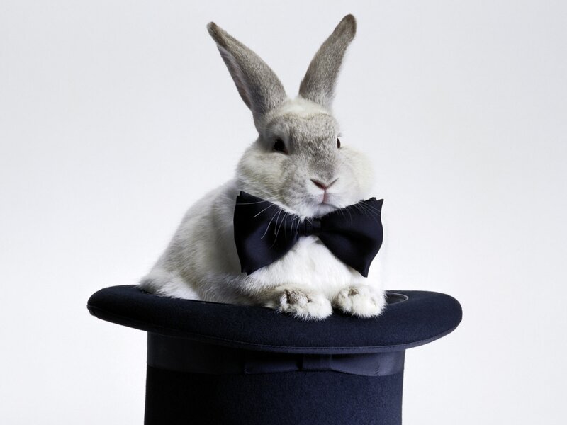 Rabbit in Top Hat