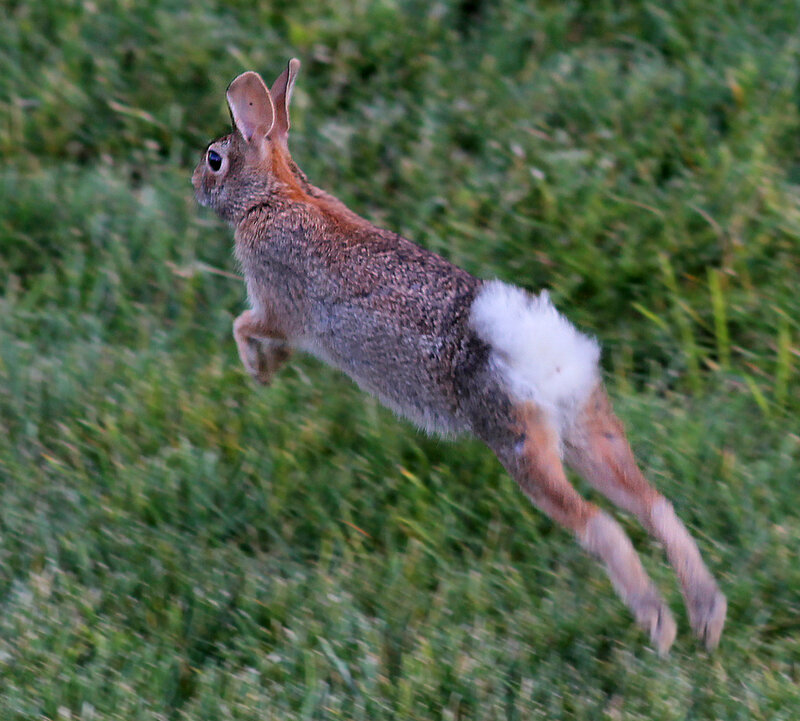 Rabbit Jumping in Grass