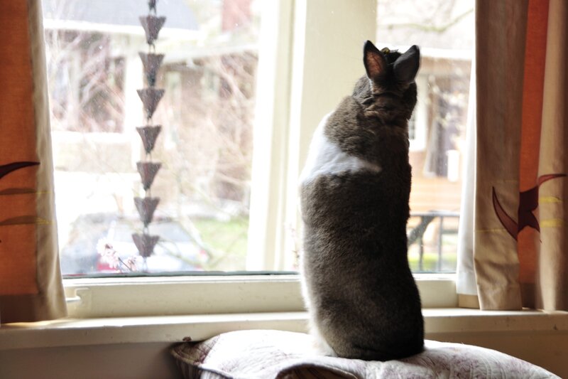 rabbit looking out window