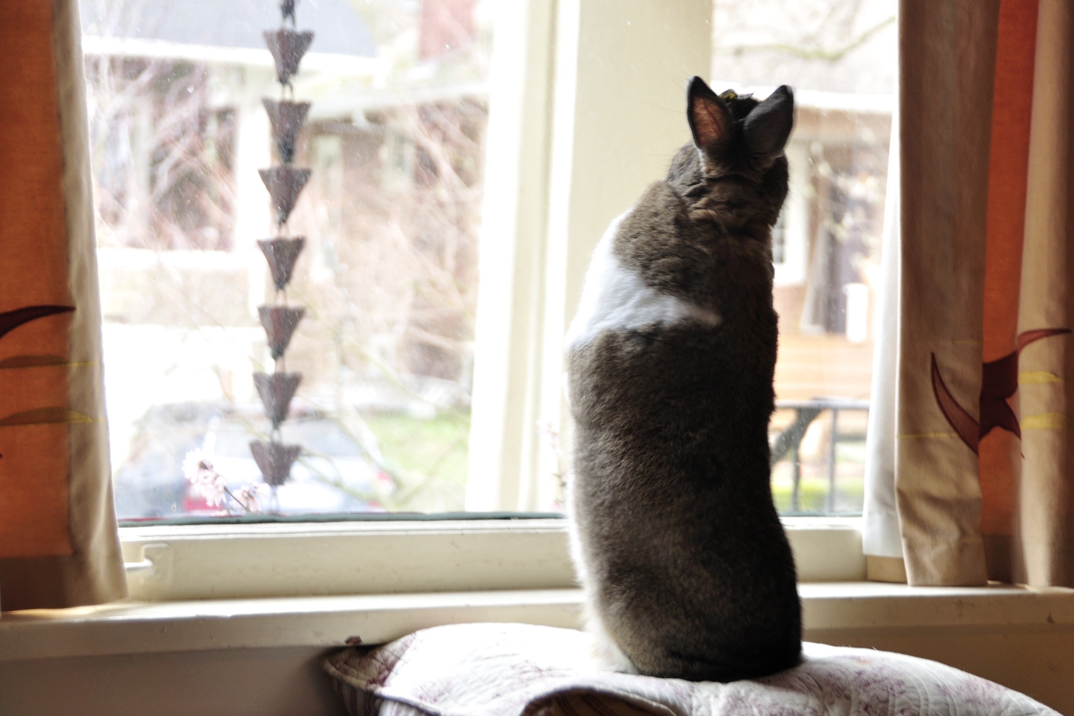 rabbit looking out window