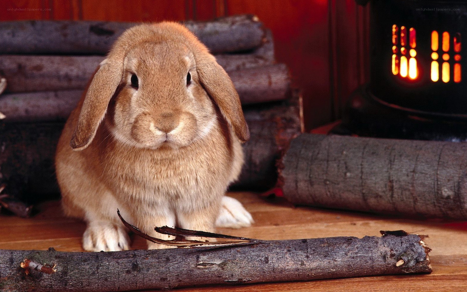 Rabbit near a fireplace