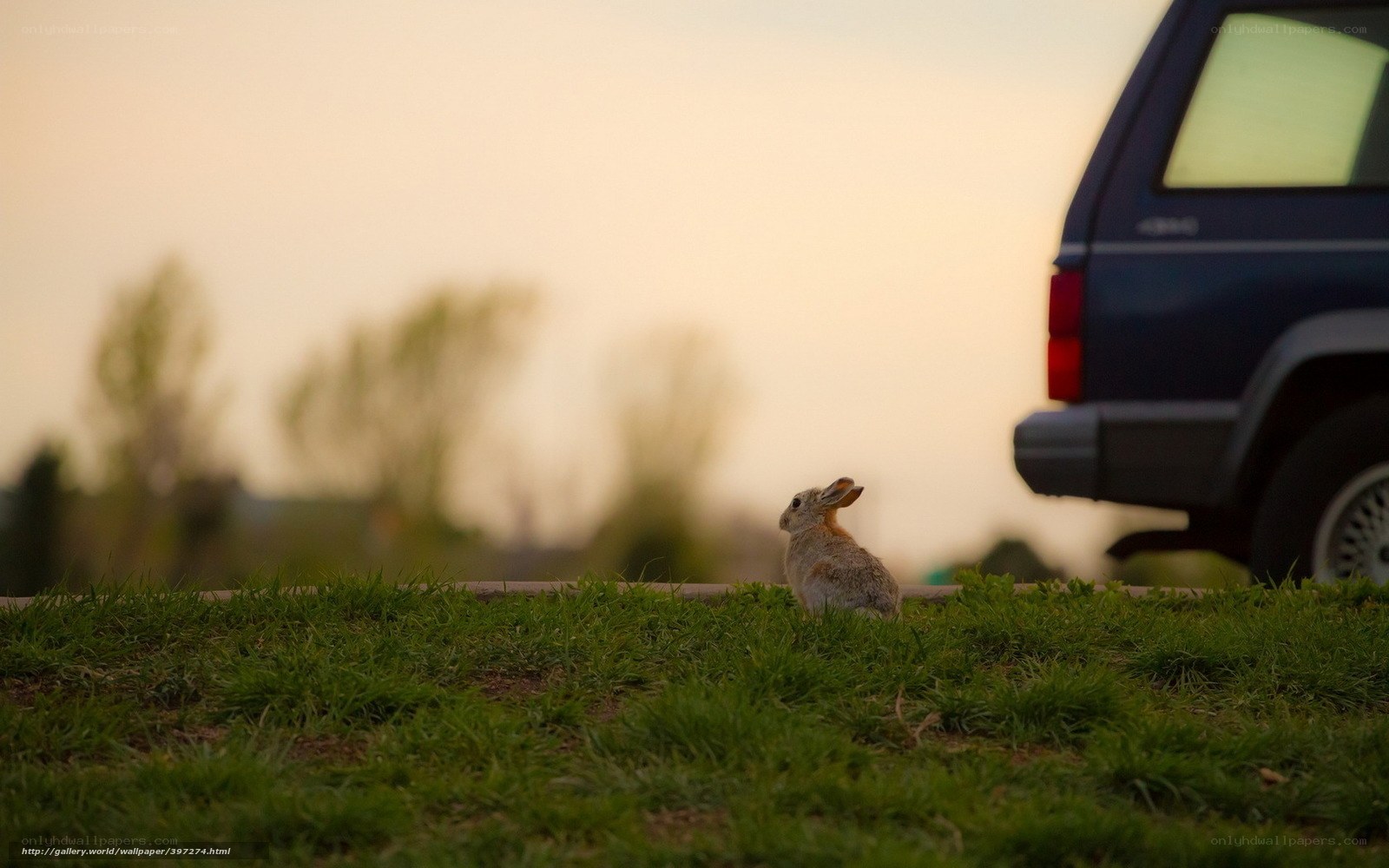 rabbit near car at dusk