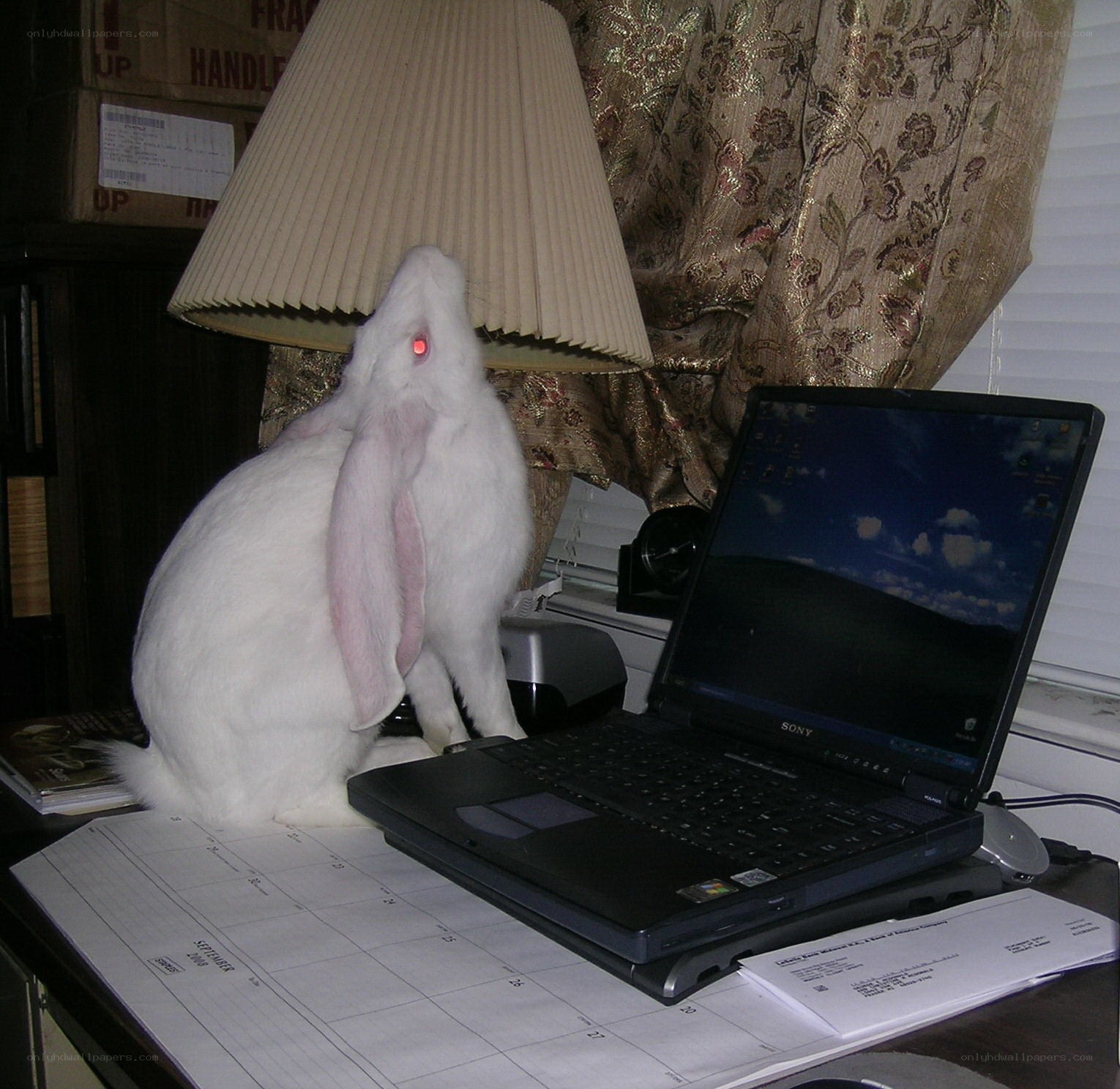 rabbit near laptop on desk
