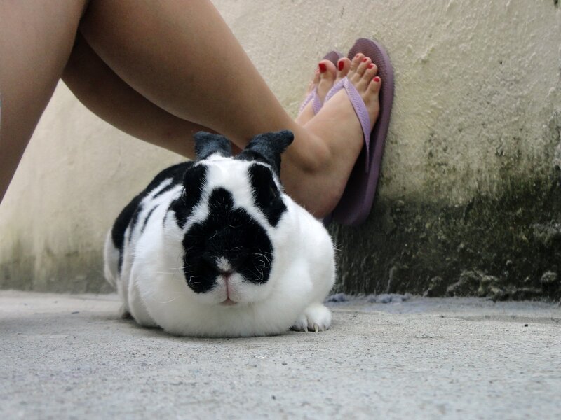 rabbit near person's feet