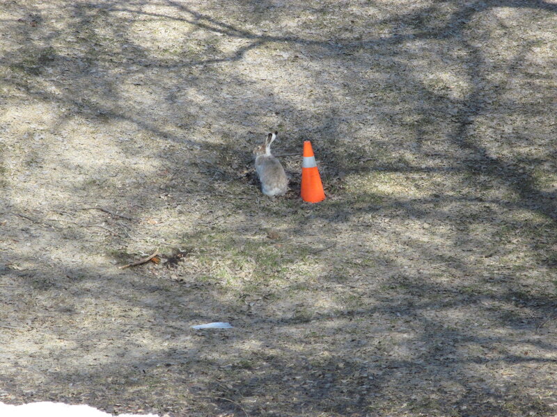 Rabbit Near Traffic Cone