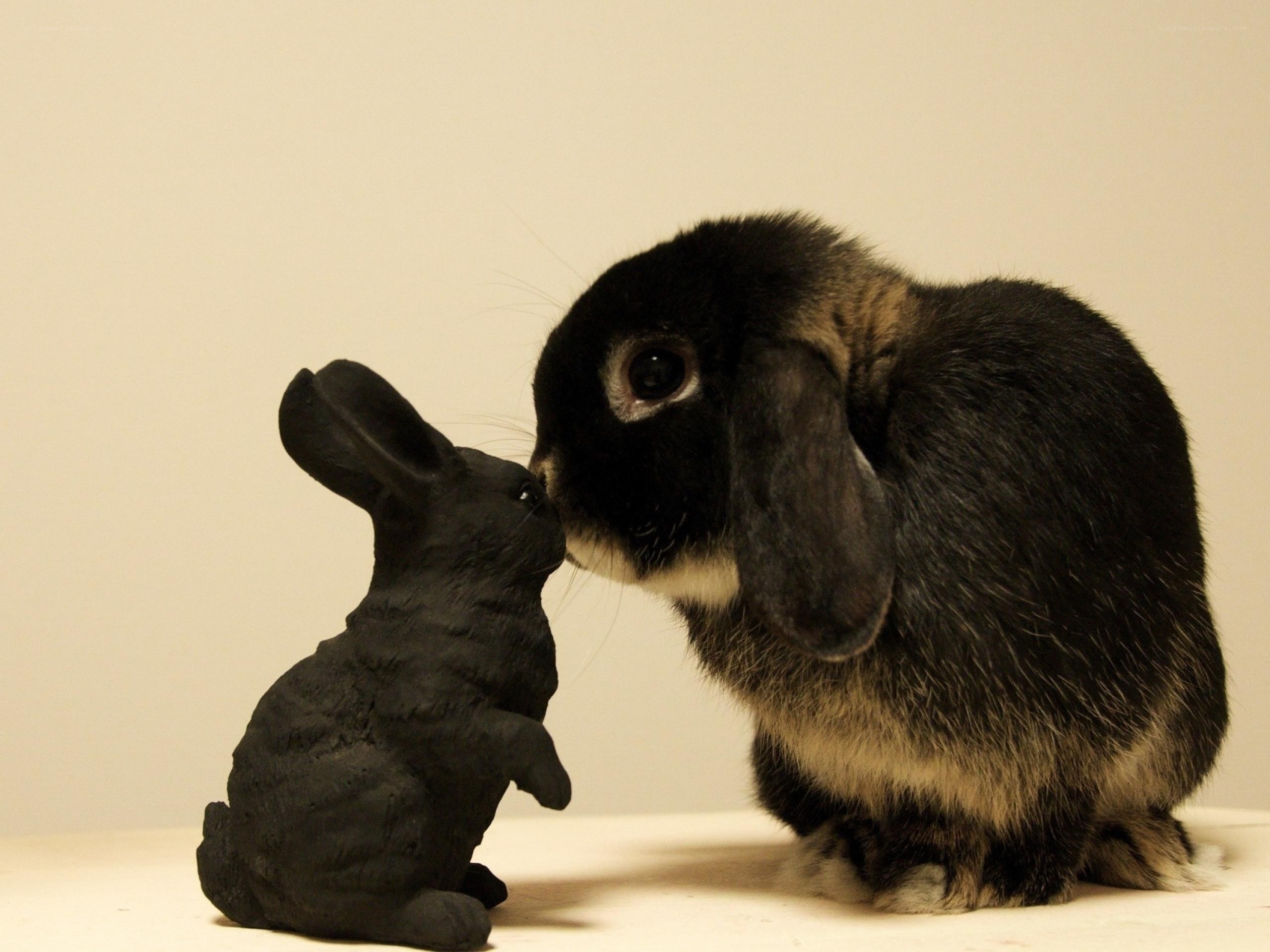rabbit nuzzling a statue