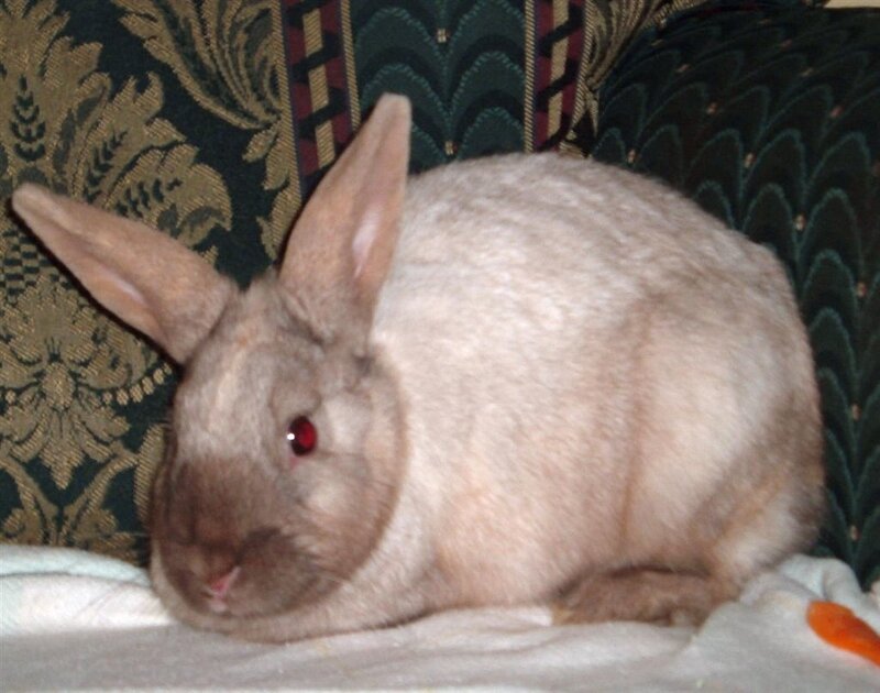 rabbit on a couch