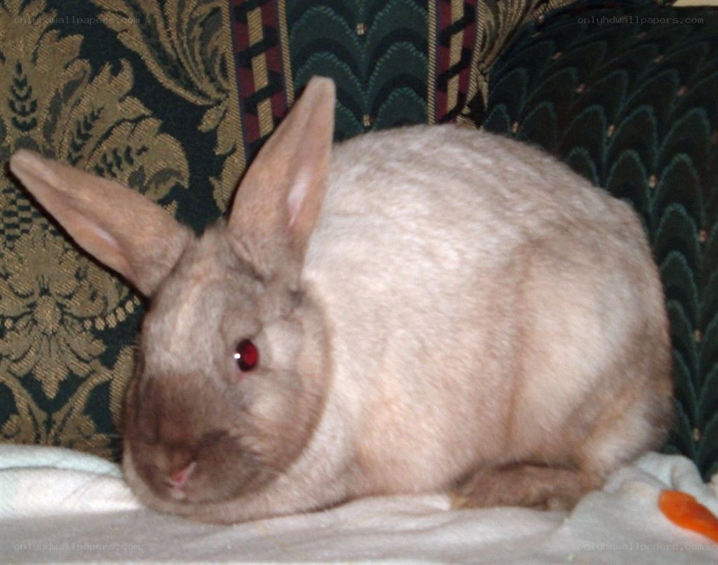 rabbit on a couch