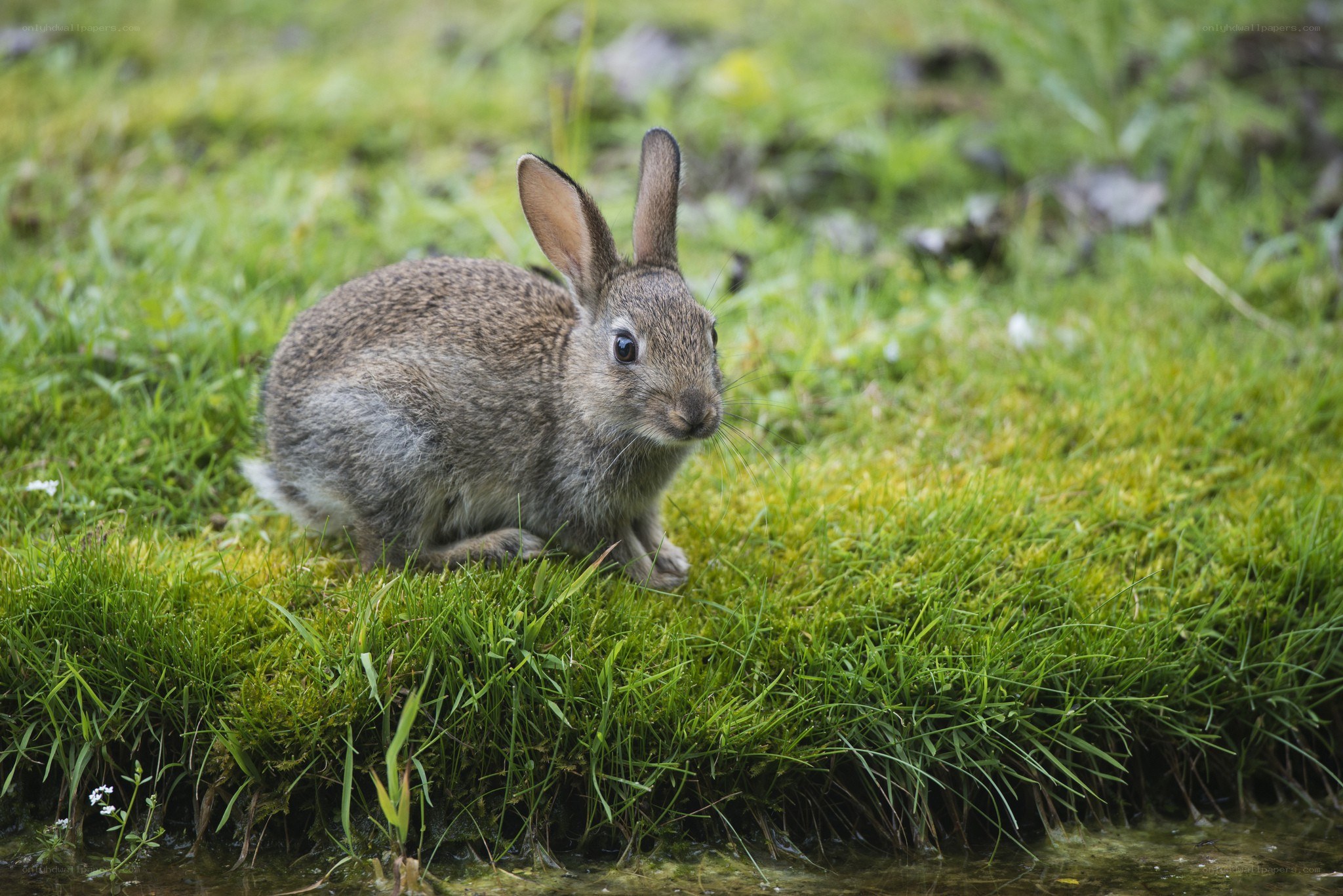 rabbit on a grassy bank