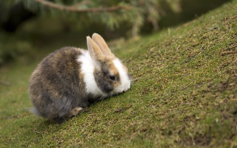 rabbit on a grassy slope