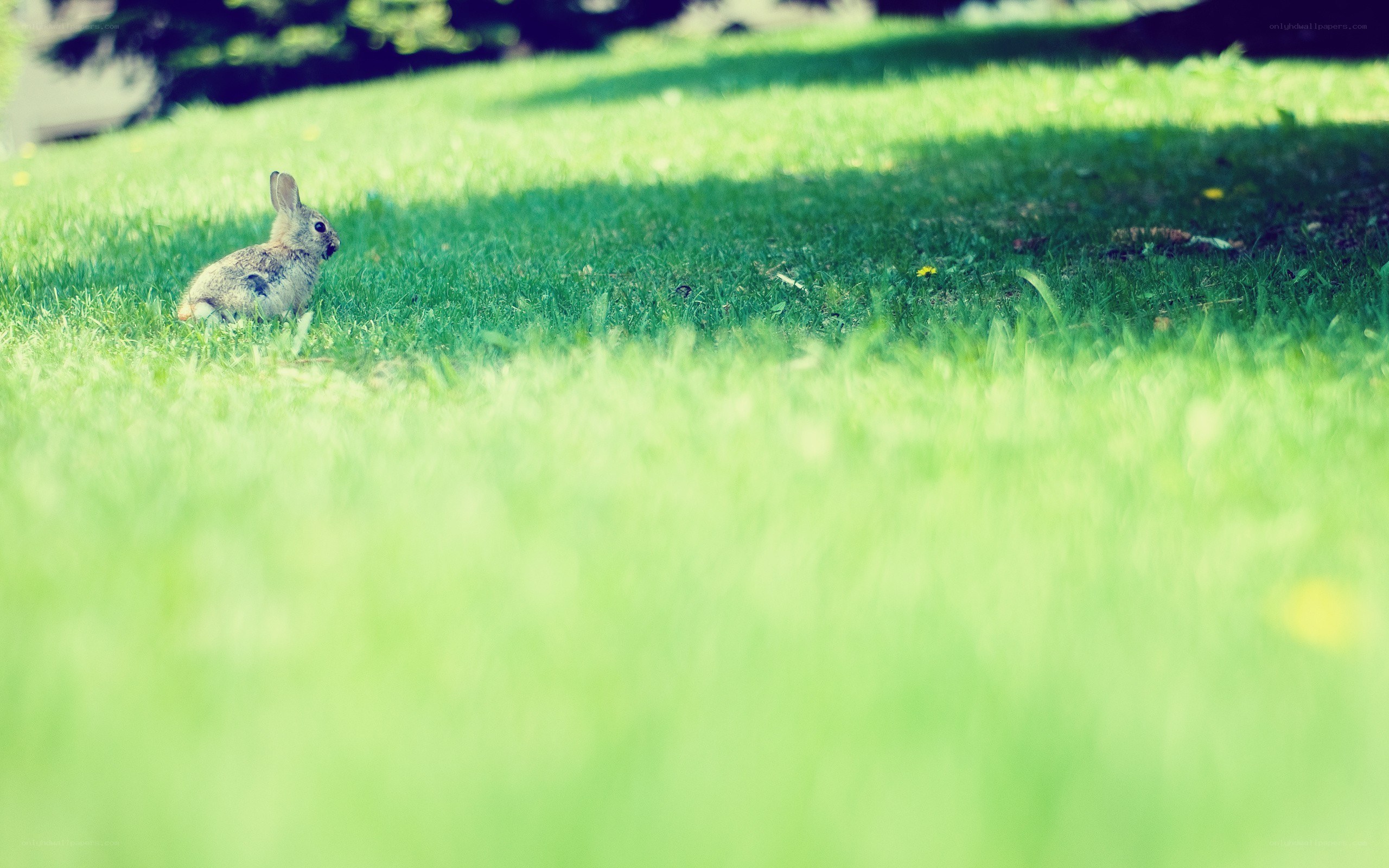 rabbit on a sunny lawn