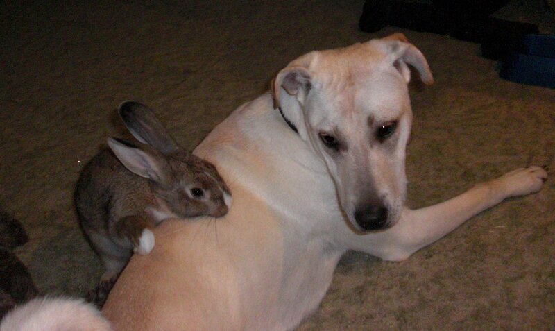 Rabbit on Dog's Back