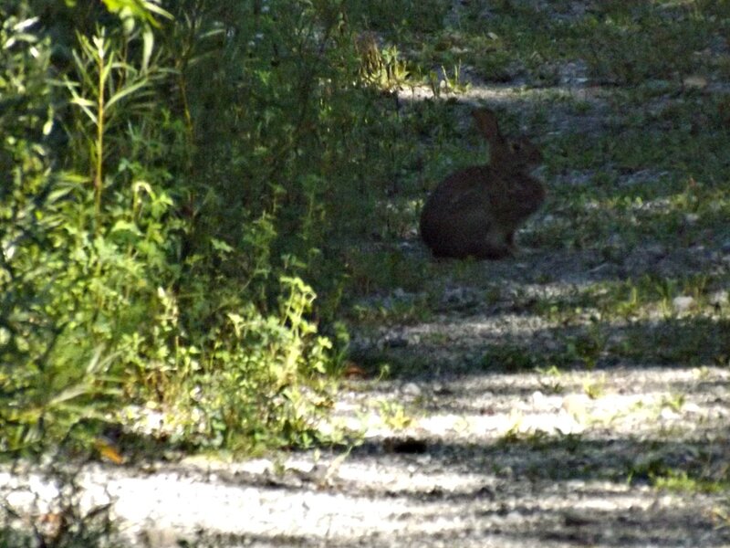 Rabbit on Gravel Path