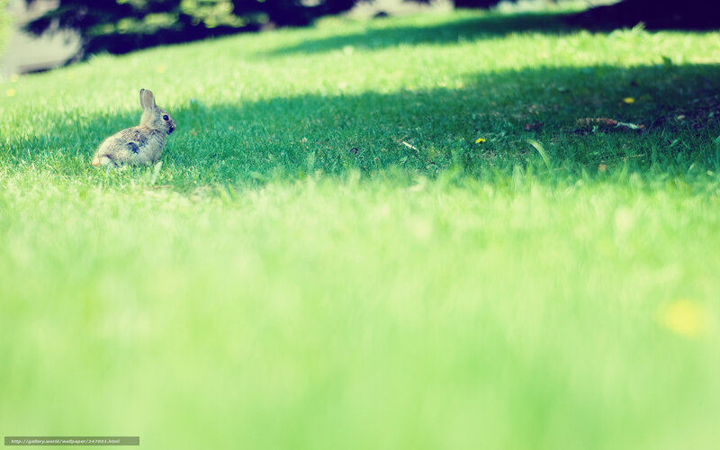 rabbit on green grass