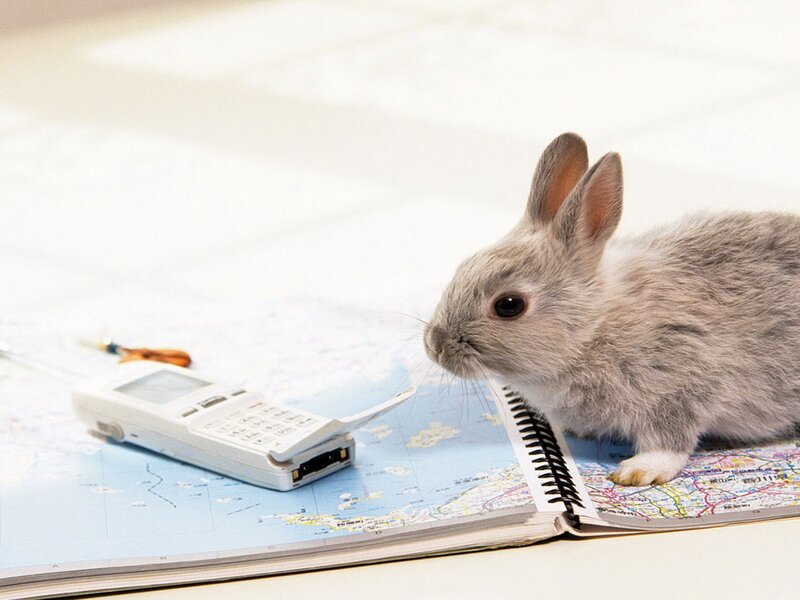rabbit on map with phone